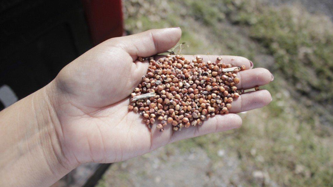 Impulsan orden y legalidad en flujo de trabajadores temporales mexicanos en Canadá
