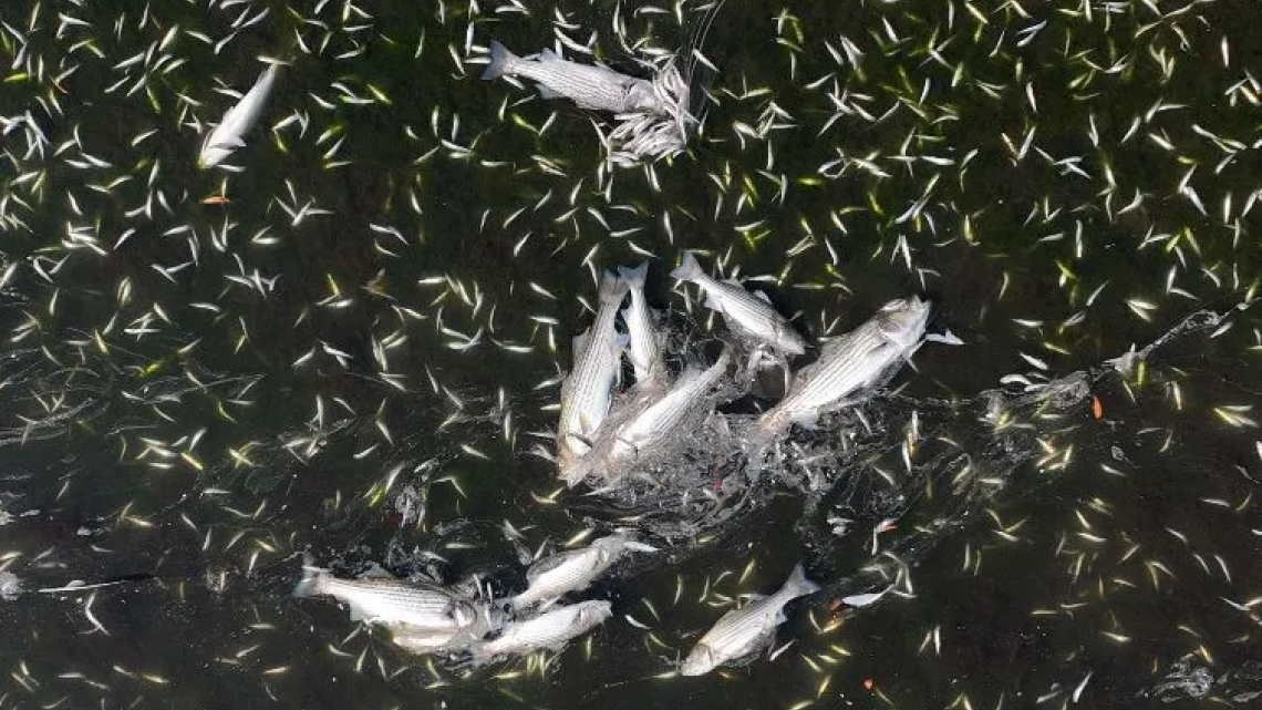 Tras marea roja, aparecen miles de peces muertos en bahía de San Francisco 