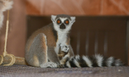 Nace Lémur cola anillada en zoológico de Nvo. Laredo