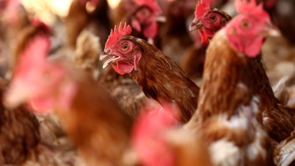Reportan primera muerte por gripe aviar en Estados Unidos