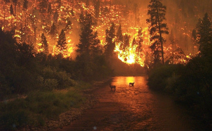 Pareja causa incendio forestal durante fiesta de revelación de género 