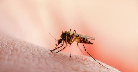 Suman 4 mil 945 casos y 22 muertes por dengue en México; Tamaulipas entre las entidades más afectadas