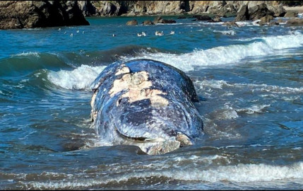 Hallan cuatro ballenas muertas en área de San Francisco