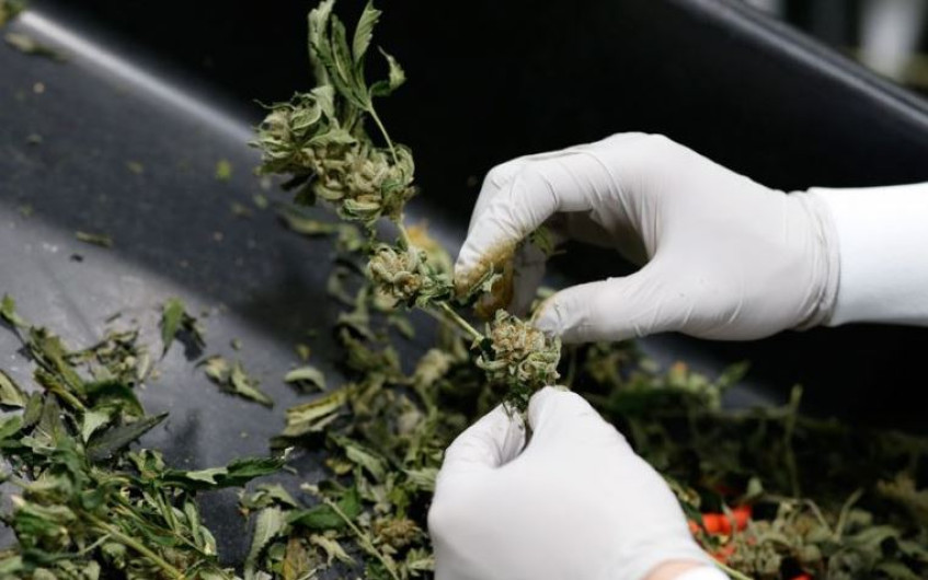 Conoce aquí qué permite y qué prohíbe la despenalización de la marihuana