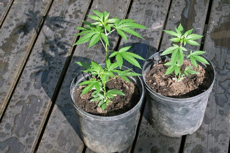 En Chile enseñan a cultivar Cannabis