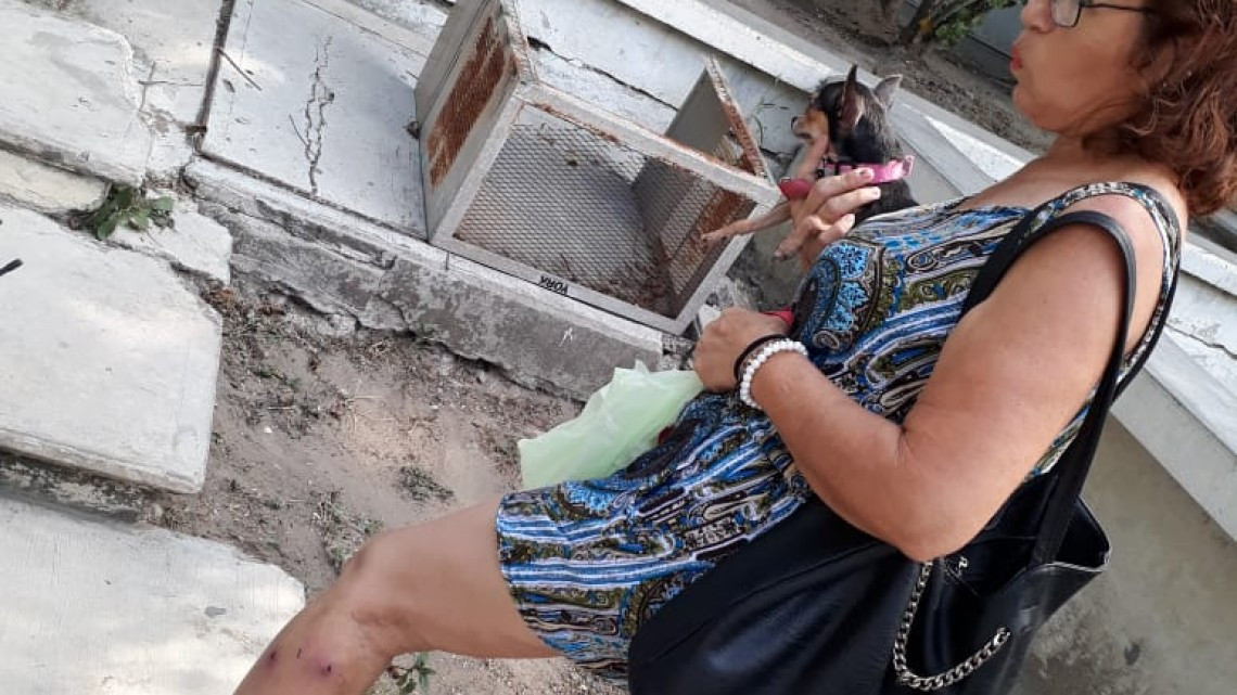 Se dispara ataque de perros a seres humanos, durante temporada de calor.