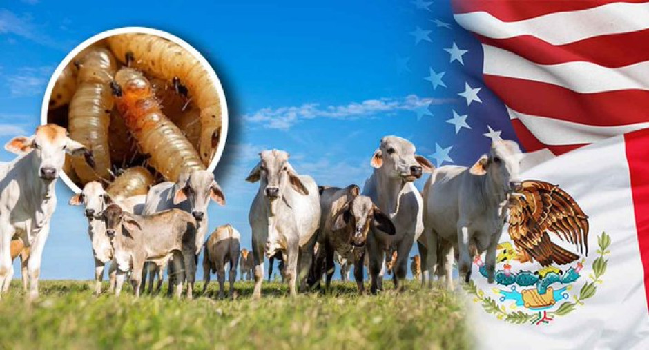 Estados Unidos reabrirá frontera sur al ganado mexicano a partir del 7 de julio