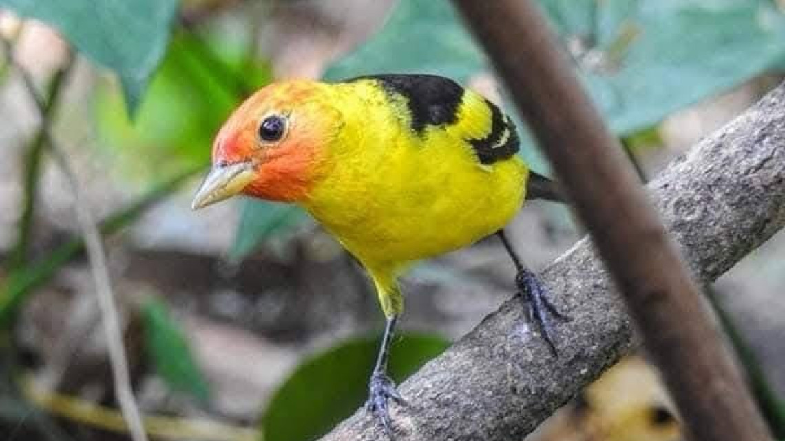 Tiene Tamaulipas una gran riqueza de aves : Comisión de Parques