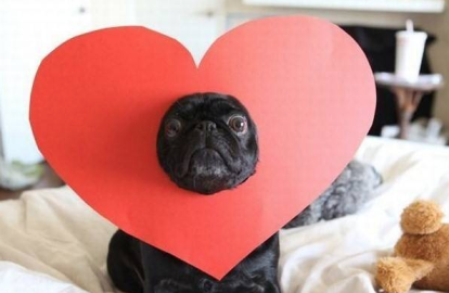 Estudio da a conocer que los perros viven enamorados de su dueño