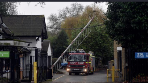 Registran gran incendio en el zoológico de Londres