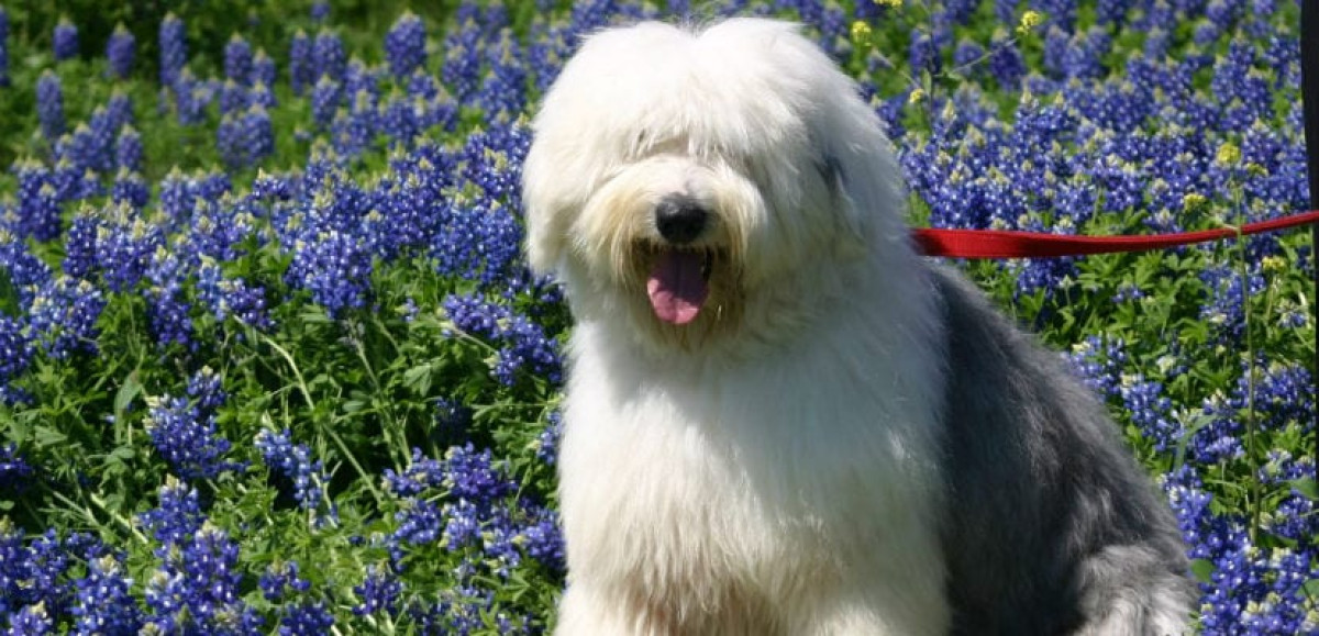 Advierten que la raza de perro Bobtail está en peligro de extinción de RU