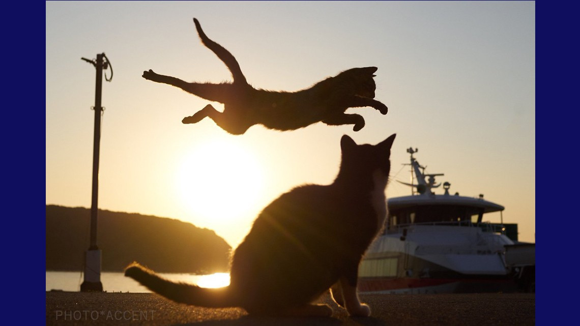 Estos gatos no son ninjas, pero lo parecen