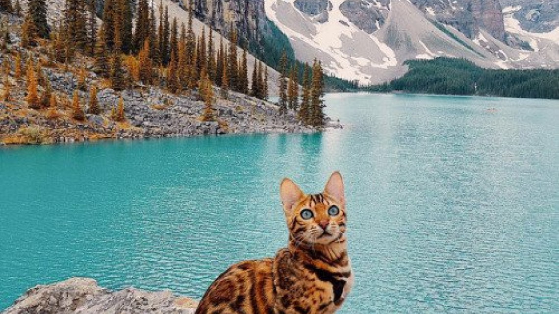 Suki el gato que viaja por el mundo más que todos nosotros 