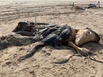 Restos de extraño animal aparece en las costas de Reino Unido