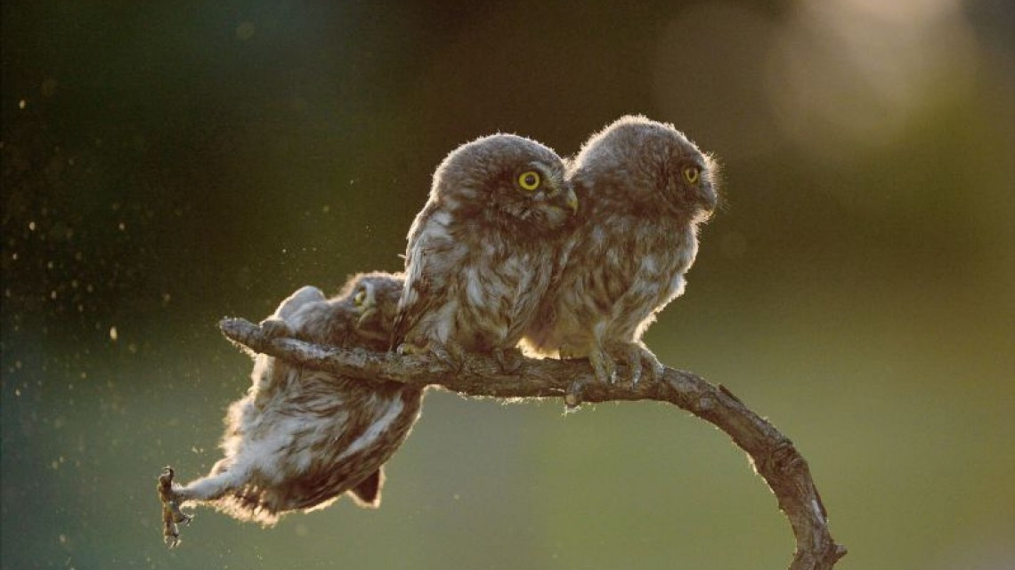 Las 10 fotos graciosas de animales