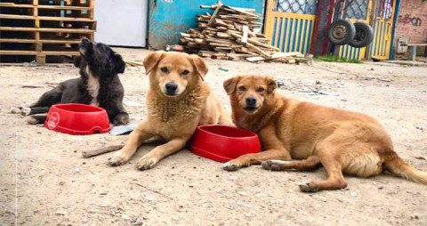 UNAM entrega alimento gratis para perros y gatos de la CDMX