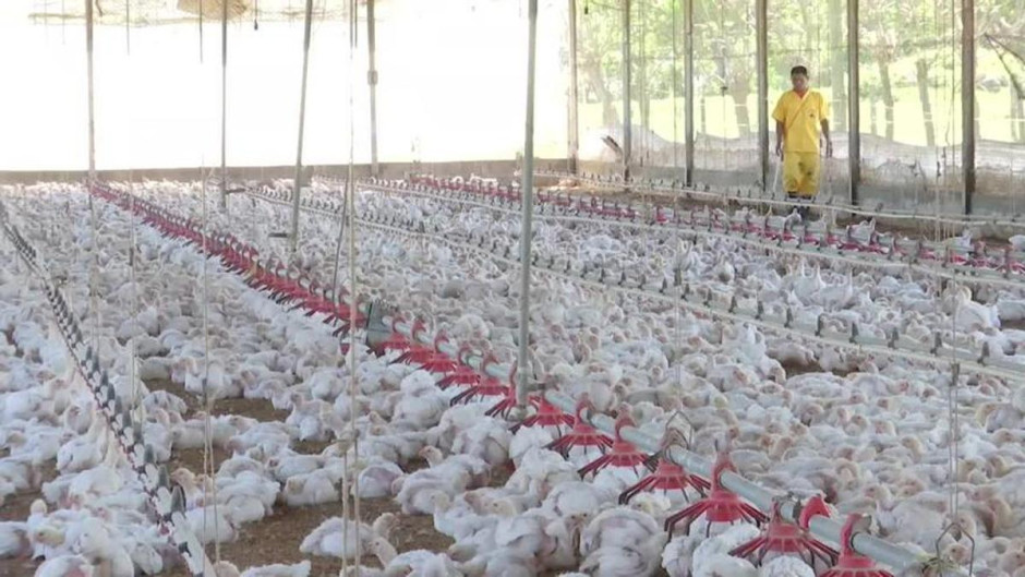 Sacrifican en Perú más de 37 mil aves de corral, tras brote de gripe aviar