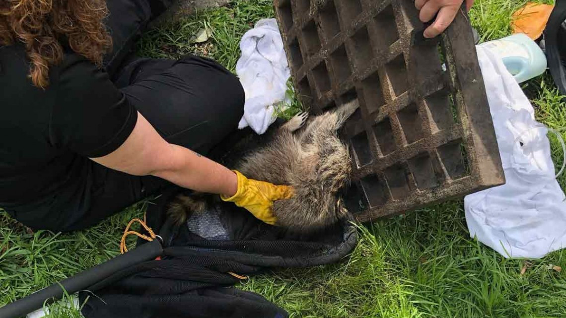 ¡Enhorabuena! Rescantan a mapache que quedó atrapado en coladera