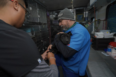 Arranca campaña de esterilización de perros y gatos callejeros del gobierno municipal