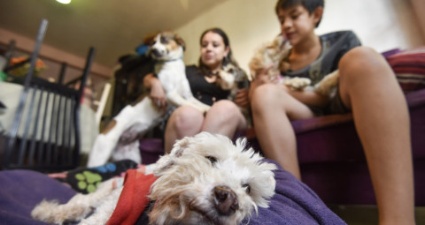 Nvo. León aprueba reforma que asegura trato digno a los animales