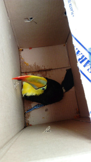 Asegura Profepa un tucán en Ciudad Madero 