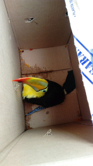 Asegura Profepa un tucán en Ciudad Madero 