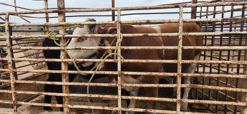 Harán pesaje final a novillos para concurso