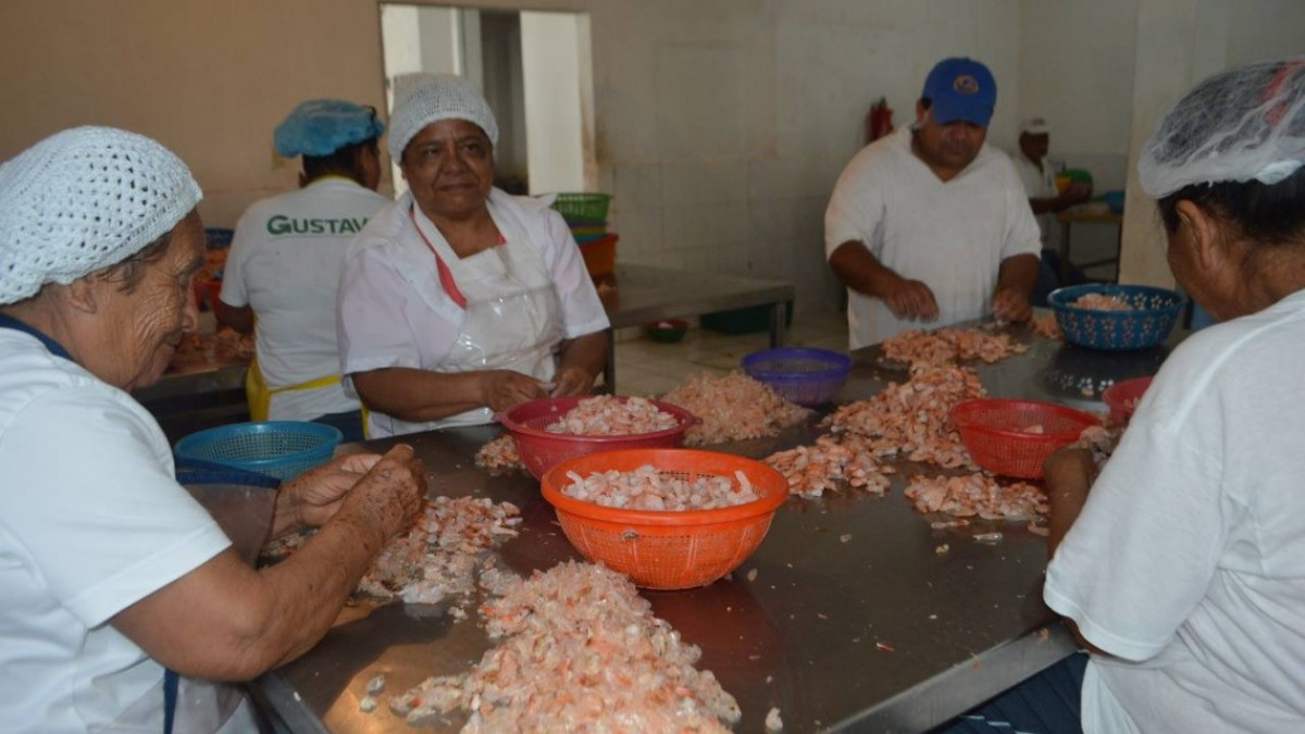 CFE deja en penumbras a despicadoras en la Morelos