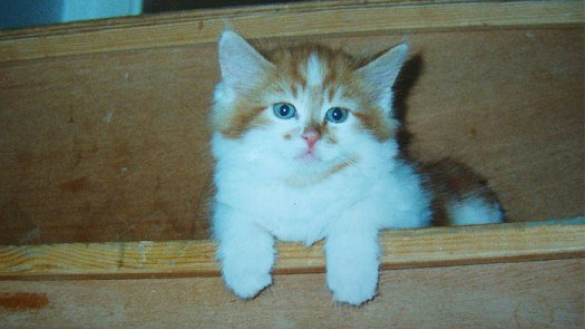 Este gatito cumplió ¡30 años!