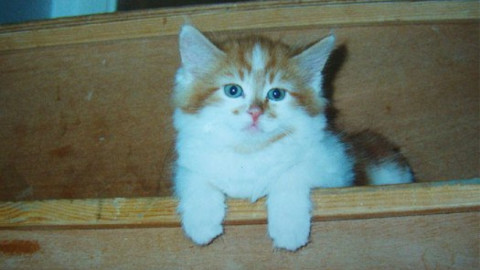 Este gatito cumplió ¡30 años!