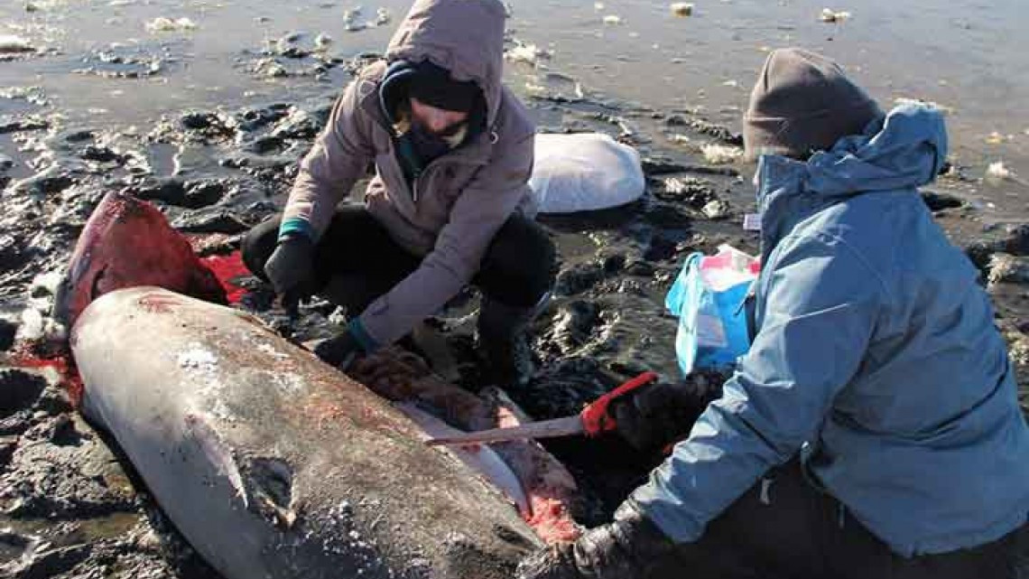 Tiburones mueren congelados en EU por frío