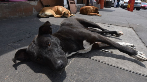 Castigarán hasta con seis años de cárcel a quien abandone animales en CDMX
