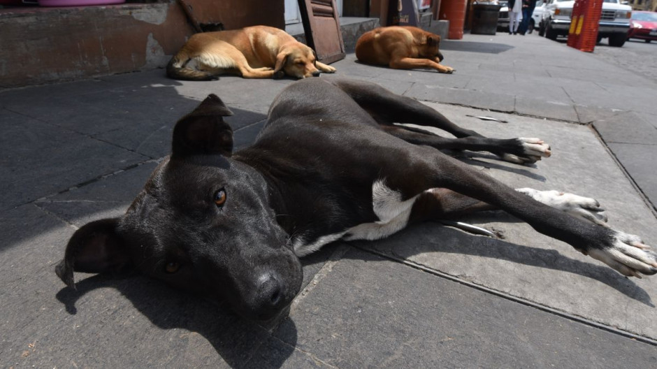 Castigarán hasta con seis años de cárcel a quien abandone animales en CDMX