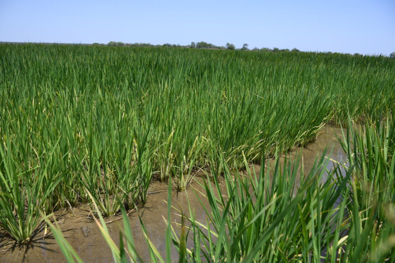 Supervisa secretario de Desarrollo Rural siembra de arroz