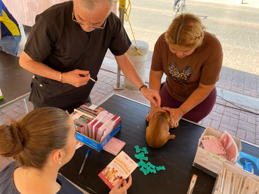 Aplican vacunas múltiples perritos