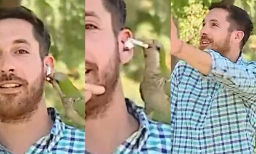 Loro le roba un audífono a un reportero mientras hacía reportaje en vivo