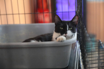 Aplica Gobierno Municipal multas por maltrato animal