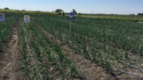Con nuevas técnicas y variedades de ganado se puede mejorar la producción en el campo: especialistas