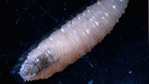 Confirman segundo caso humano de Gusano Barrenador en Chiapas