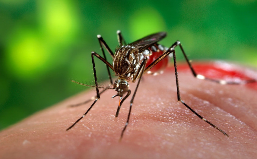 Investigan seis casos probables de dengue en Nuevo Laredo