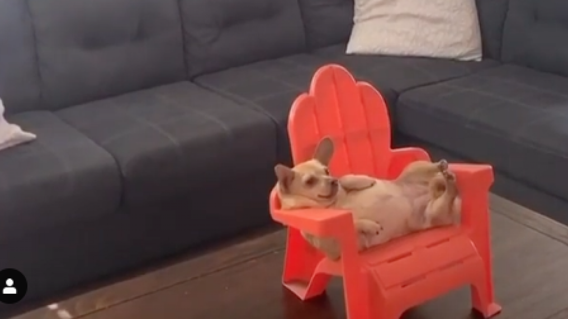 ¡El estrés no va con ella! Perrita se duerme mientras cuida la casa