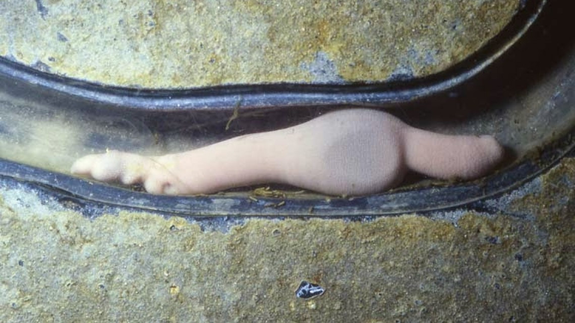 Llegan a California miles de “peces pene”
