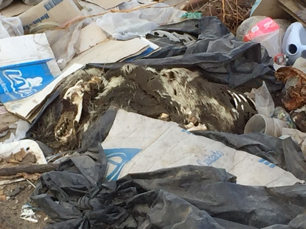 Levantan toneladas de basura semanalmente en depósitos clandestinos