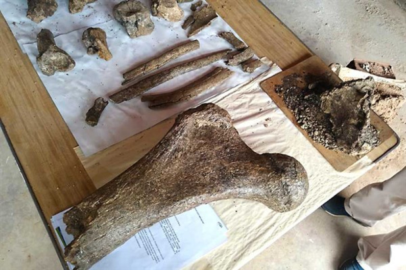 Encuentran en Perú fósiles de elefantes prehistóricos