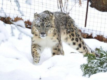 Informan que un leopardo de las nieves da positivo a Covid-19