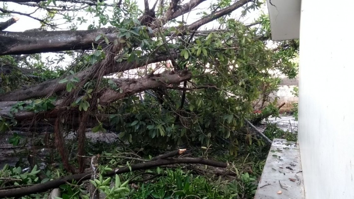 Cae árbol en patio de jardín de niños