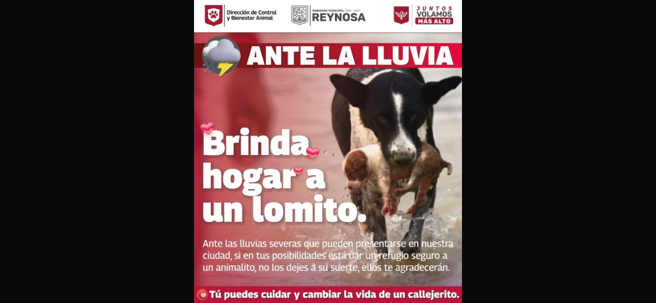 Gobierno de Reynosa invita a dar hogar temporal a mascotas en condición de calle