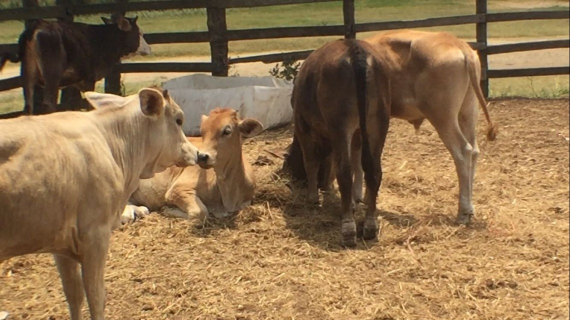 Registran las primeras muertes de reses a consecuencia de la sequía