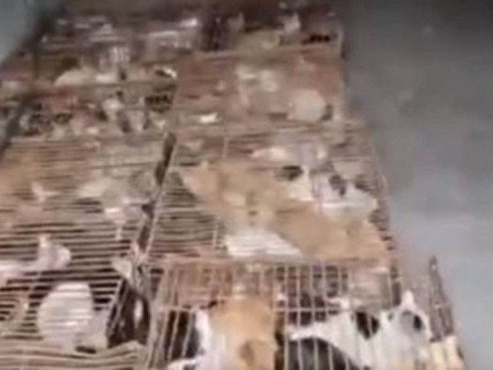 Activistas rescatan a gatos que serían vendidos a restaurantes