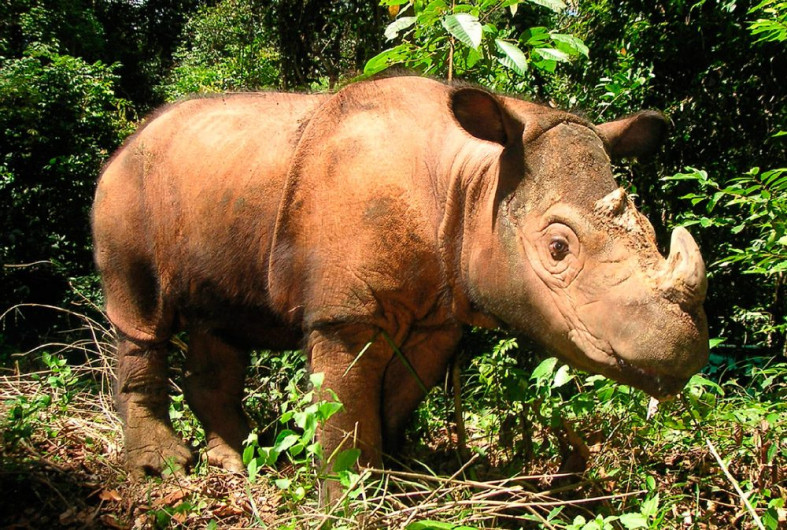 Muere el último ejemplar de Rinoceronte de Sumatra en Malasia